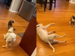 Mèo ngơ ngác với chú chó diễn sâu