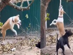 Thú vui hài hước của chú chó