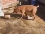 Chú chó tập tạ siêu ngầu