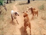 3 con dê đánh nhau lộn xộn vì không phân biệt được đối thủ