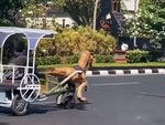 'Khủng long' kéo xe chạy băng băng trên đường