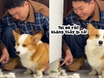 Chú chó giả vờ ngu ngơ khi bị ông chủ bắt bài quậy phá