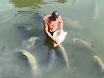 Người đàn ông bón cho đàn cá ăn như đứa trẻ