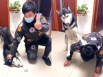 Cười sảng với những chú chó husky đanh đá đánh