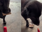 Chú chó mang tiền đi mua xúc xích