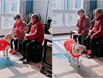 Chú chó ngậm tô xin ông bà tiền lì xì năm mới