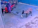 Chú chó nhanh trí rút ổ cắm khi thấy bình sạc xe đạp điện cháy