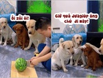 4 chú chó hoang mang khi thấy sen chặt dưa hấu vụng về