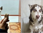 Husky háu ăn bị sen dụ tắm