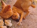 Gà mái bất lực khi bị chú chó tán tỉnh