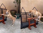 Chú chó giữ thăng bằng siêu đỉnh khi đứng trên gậy tre
