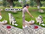 Chú chó biết bán hàng siêu đỉnh