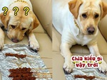 Chú chó giận hờn khi sen chia thịt nướng không đều