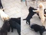 Chú chó cay cú khi bị đồng bọn kéo giò không cho ăn