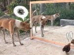 Cười sảng với chó, gà đánh nhau với bóng mình trong gương