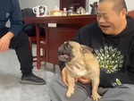 Chú chó hổ báo khi có sen bên cạnh