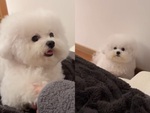 Chú chó hờn dỗi vì bị cô chủ troll