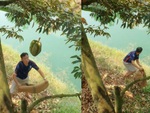Màn bắt sầu riêng ngã nhào xuống ao