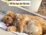 Những chú chó, mèo thể hiện tình cảm với nhau siêu đáng yêu