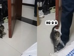Mèo con lém lỉnh chơi trốn tìm với chủ siêu dễ thương