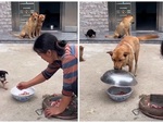 Chó mẹ lấy lồng bàn đậy tô thịt khi con quậy phá