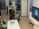 Chú chó báo động cho cô chủ học bài khi phát hiện bố về