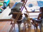 Chàng trai dùng tuyệt kỹ 'lăng ba vi bộ' để né chó cắn