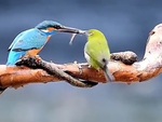 Chim bói cá cay cú vì bị vành khuyên cướp miếng mồi trên miệng