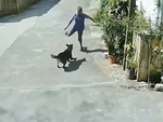 Chú chó hổ báo co giò bỏ chạy khi thấy người đàn ông cầm viên gạch