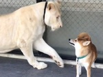 Sư tử khiếp sợ khi thấy chú chó gầm gừ