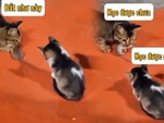 Những chú mèo tung skill bắt chuột siêu đỉnh