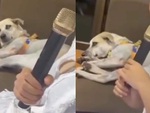 Chú chó chán không buồn nói khi nghe cô chủ hát karaoke như đọc