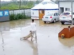 Cười sảng với những chú chó tăng động