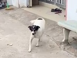 Chú chó nhảy nhót vui mừng khi nhận ra cô chủ về nhà ăn Tết