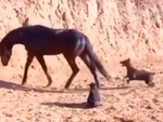 Chú chó hổ báo bị ngựa đá sang chấn tâm lý