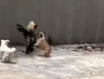 Gà trống bỏ chạy trối chết khi solo với chó con