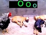Gà trống gáy đứt hơi, 3 chú chó vẫn nằm ngủ ngon lành