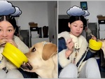 Cười sảng với chú chó cầm tô xin ăn
