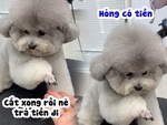Chú chó poodle liên tục lạy anh thợ để được miễn phí tiền  tỉa lông