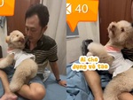 Chú chó đanh đá với cô chủ khi được 'bảo kê'