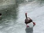 Vịt 'nhảy vũ điệu Làng lá' siêu ngầu