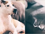 Chú chó mặt tỉnh bơ khi cắn rách ghế sofa