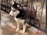Gia chủ bất lực với đại ngáo Husky