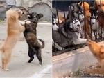 Những tình huống hài hước của thú cưng