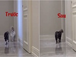 Chú mèo lủi thủi một mình khắp nhà vì nhớ bạn đời