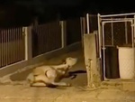 Bò giật mình ngã ngửa khi bị hù