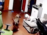 Chú chó poodle tham ăn bị đồng loại dạy cho bài học nhớ đời