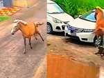 Ngựa nhảy qua ô tô khi bị chó rượt