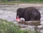 Voi con bơi ra sông cứu vì tưởng người đàn ông bị đuối nước