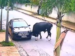 Ô tô đỗ lề đường gặp họa với con bò ngứa sừng